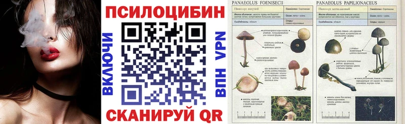 Псилоцибиновые грибы Psilocybe Купить закладки Вытегра
